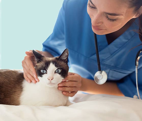 caring for your new cat