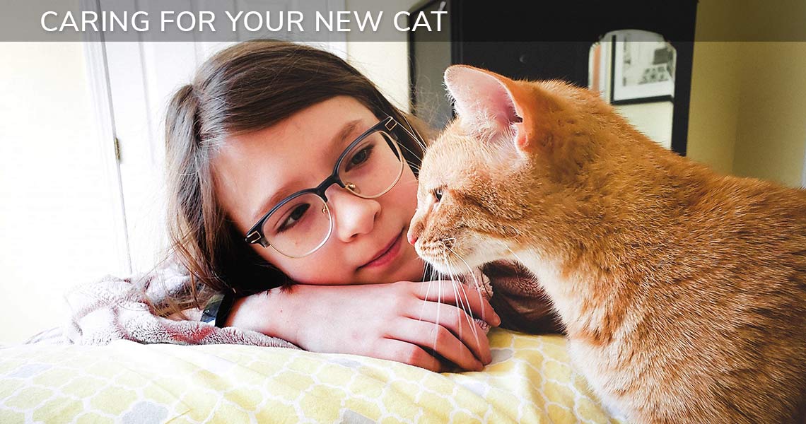 caring for your new cat