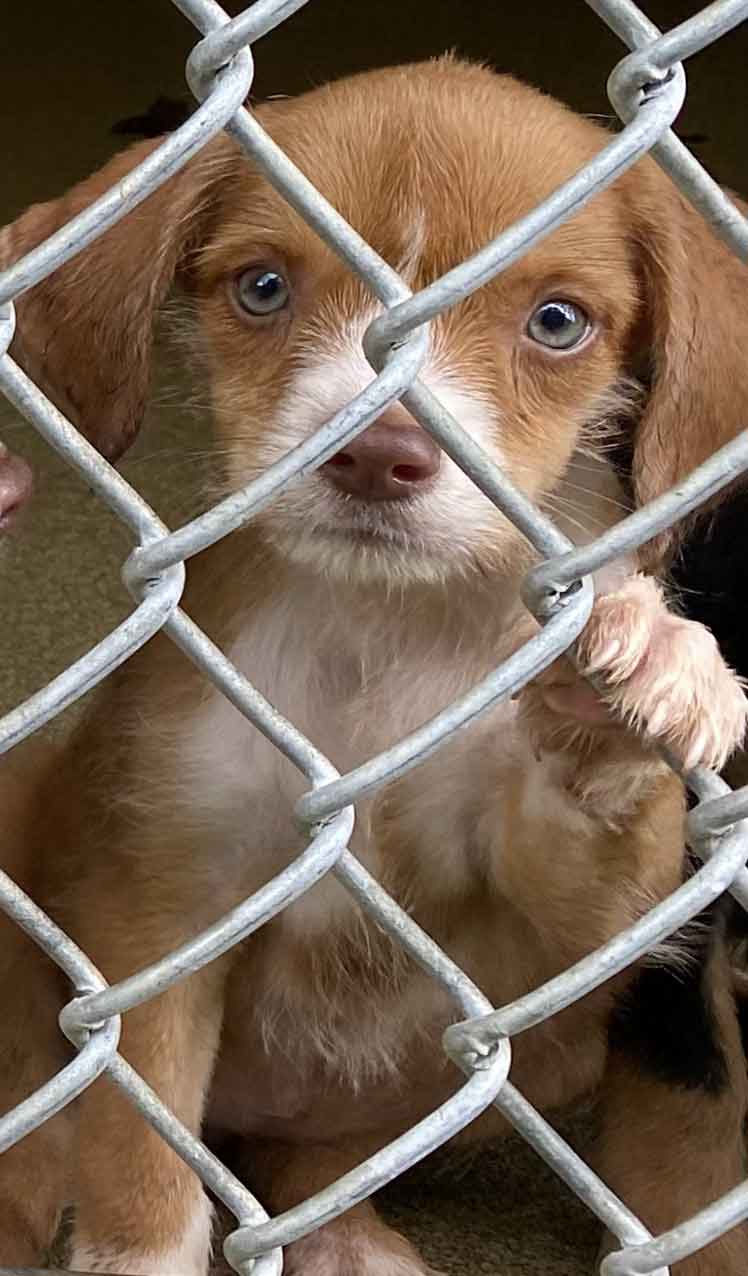 Help us end pet homelessness