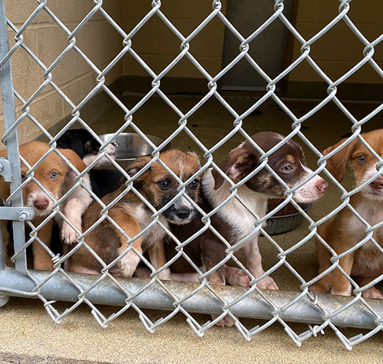 Puppies at animal control