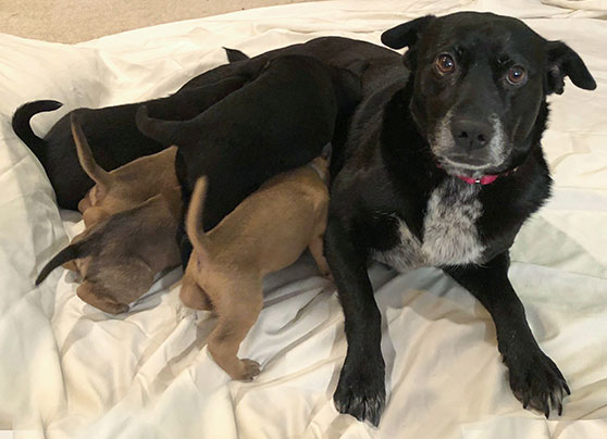 Mother Theresa With Pupps