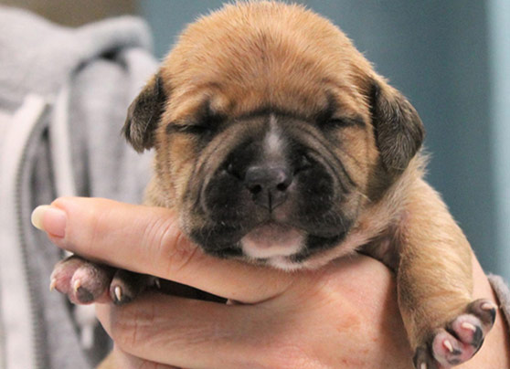 Puppy