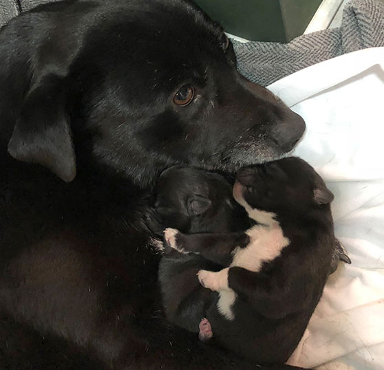 Teresa Black Pupps