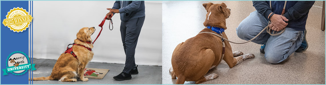 Dog Training Classes Blog