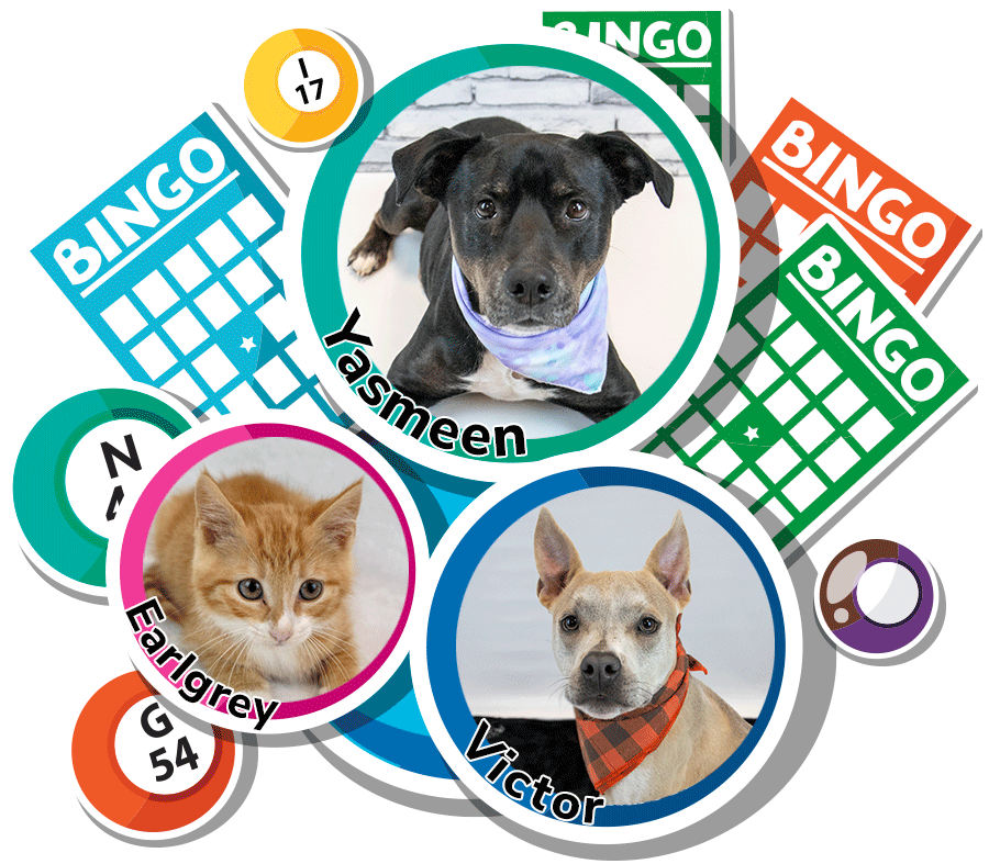 Mostly Mutts Bingo pets and bingo cards