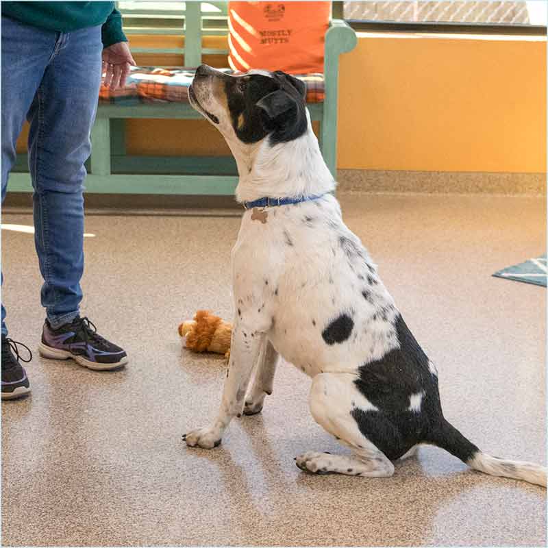 Dog participating in a Mostly Mutts basic obedience training class