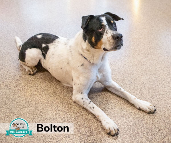 Bolton, a Mostly Mutts University graduate available for adoption