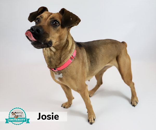 Josie, a Mostly Mutts University graduate available for adoption