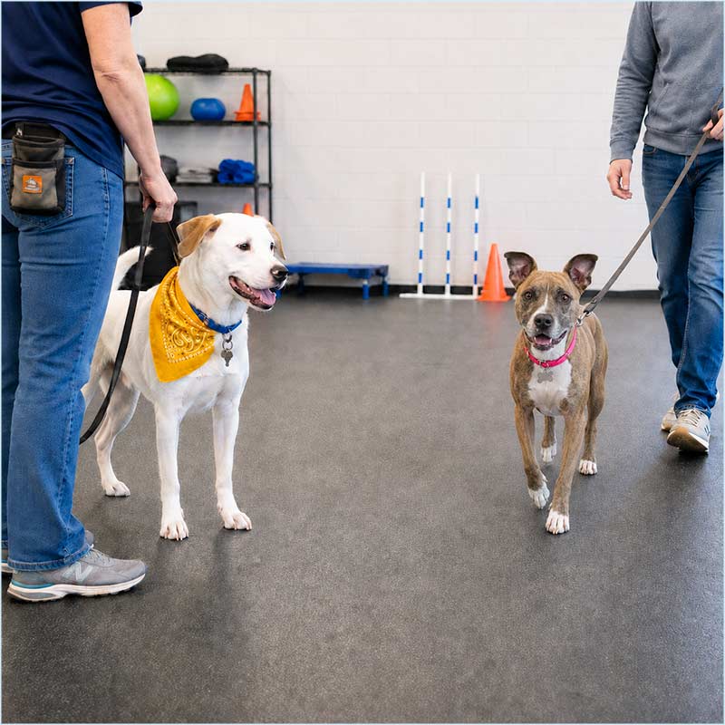 Dog participating in a Mostly Mutts reactivity training class