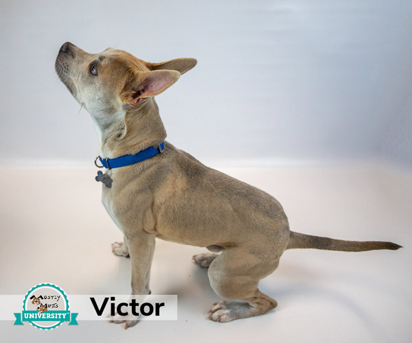 Victor, a Mostly Mutts University graduate available for adoption