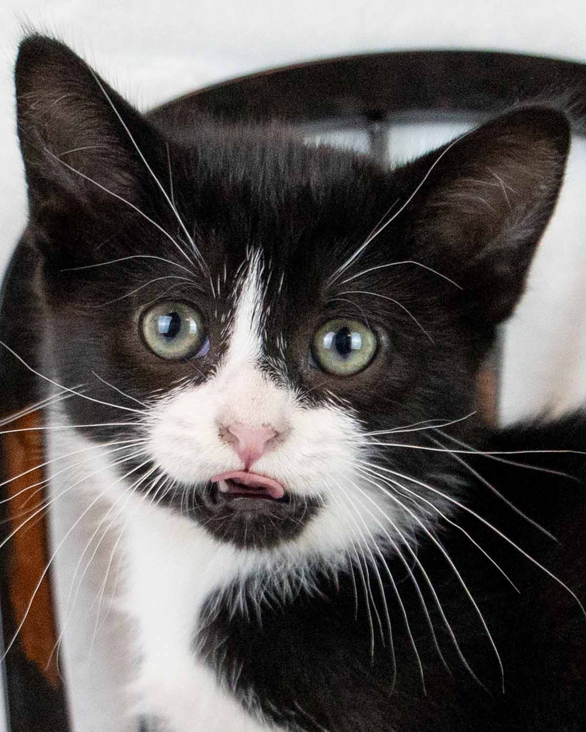 Groucho