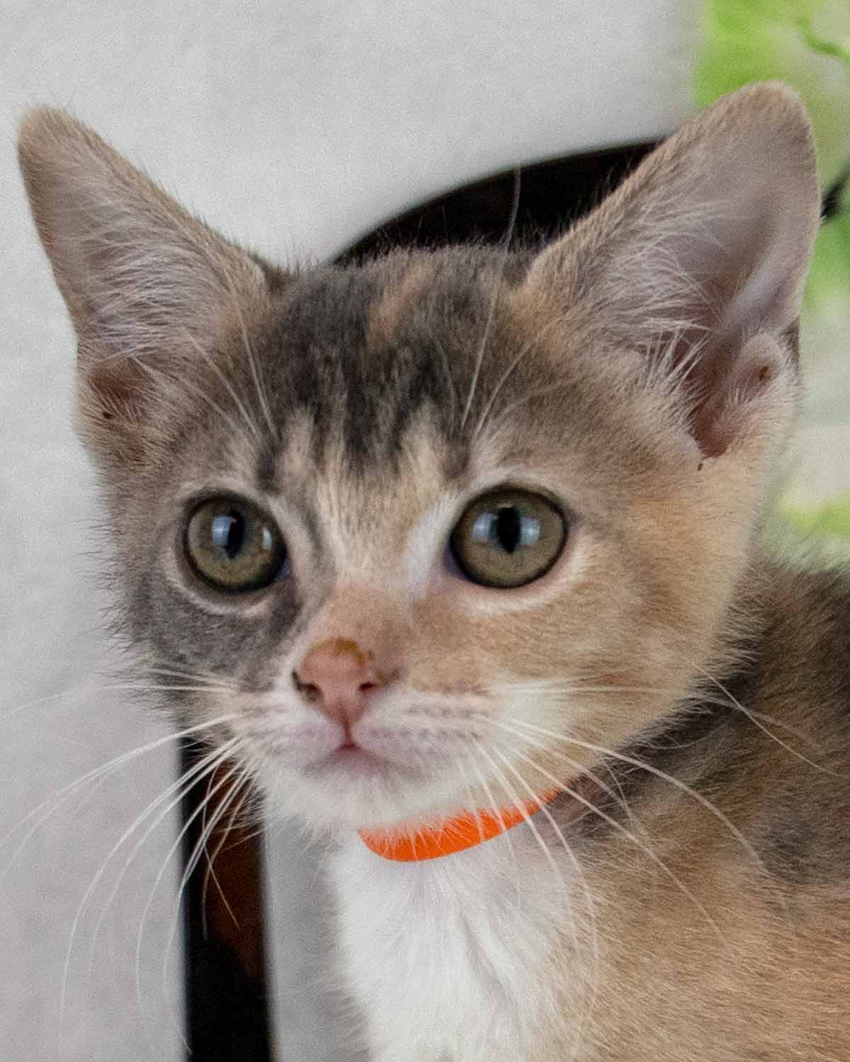 Kamden