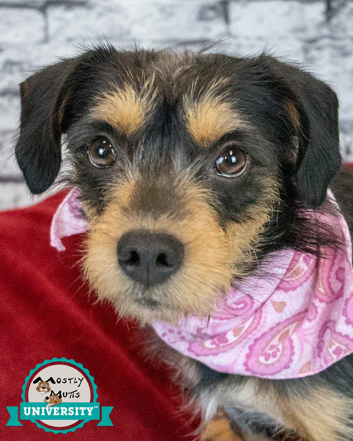 Babette