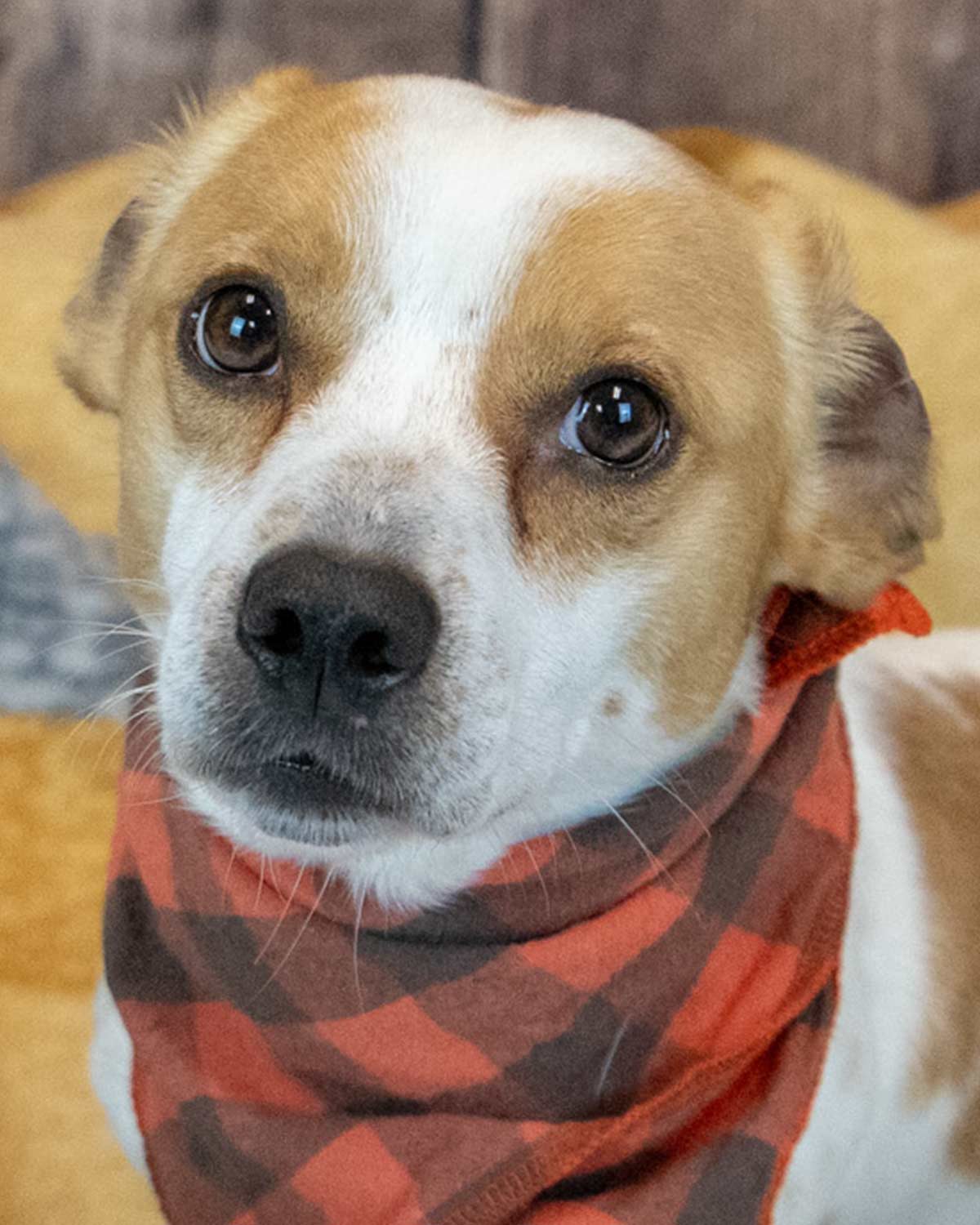 Amos