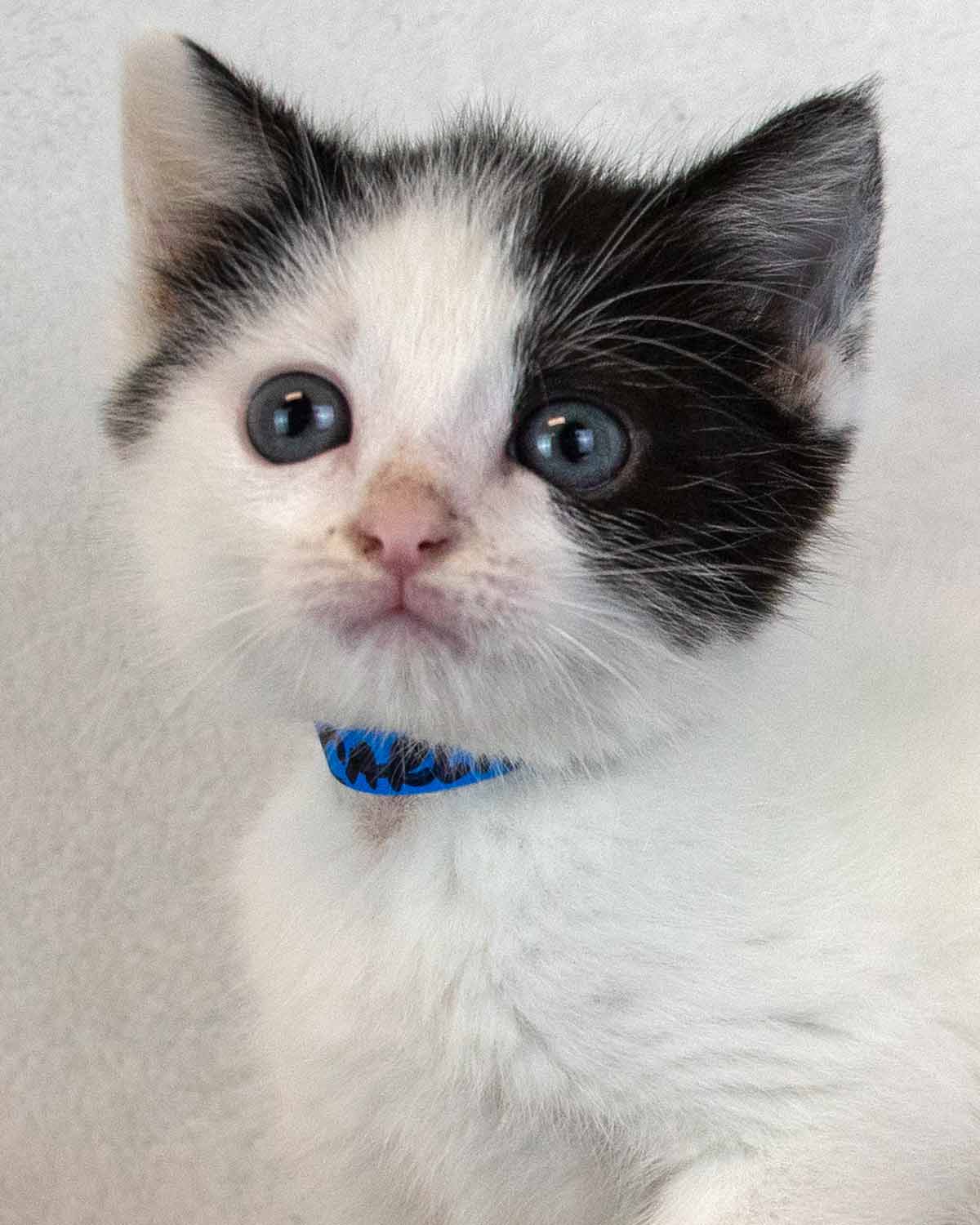 Carlton