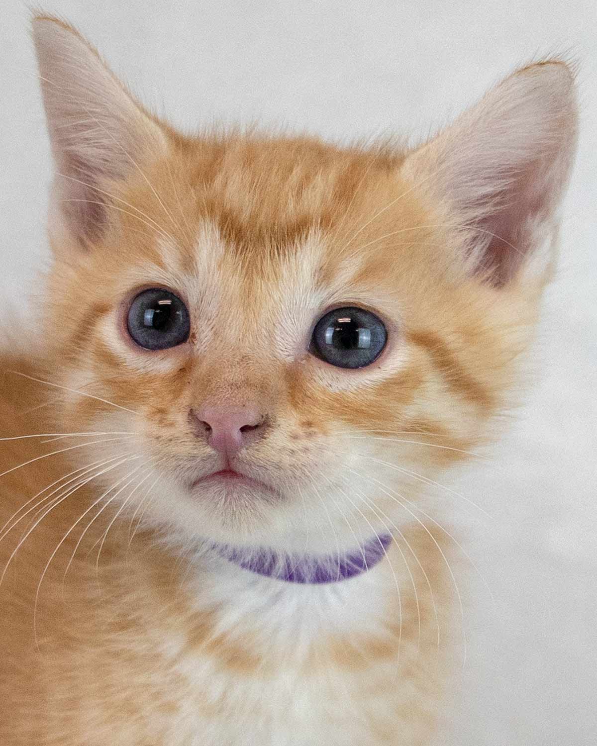 Diego