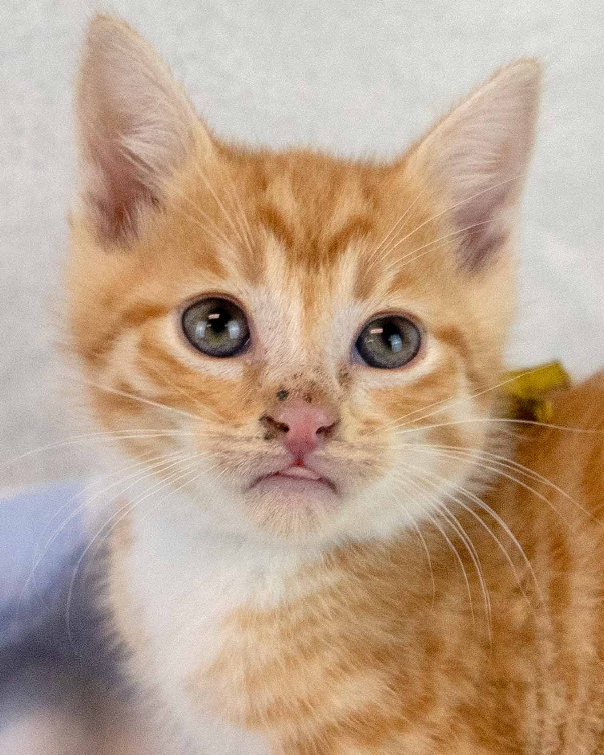 Francisco
