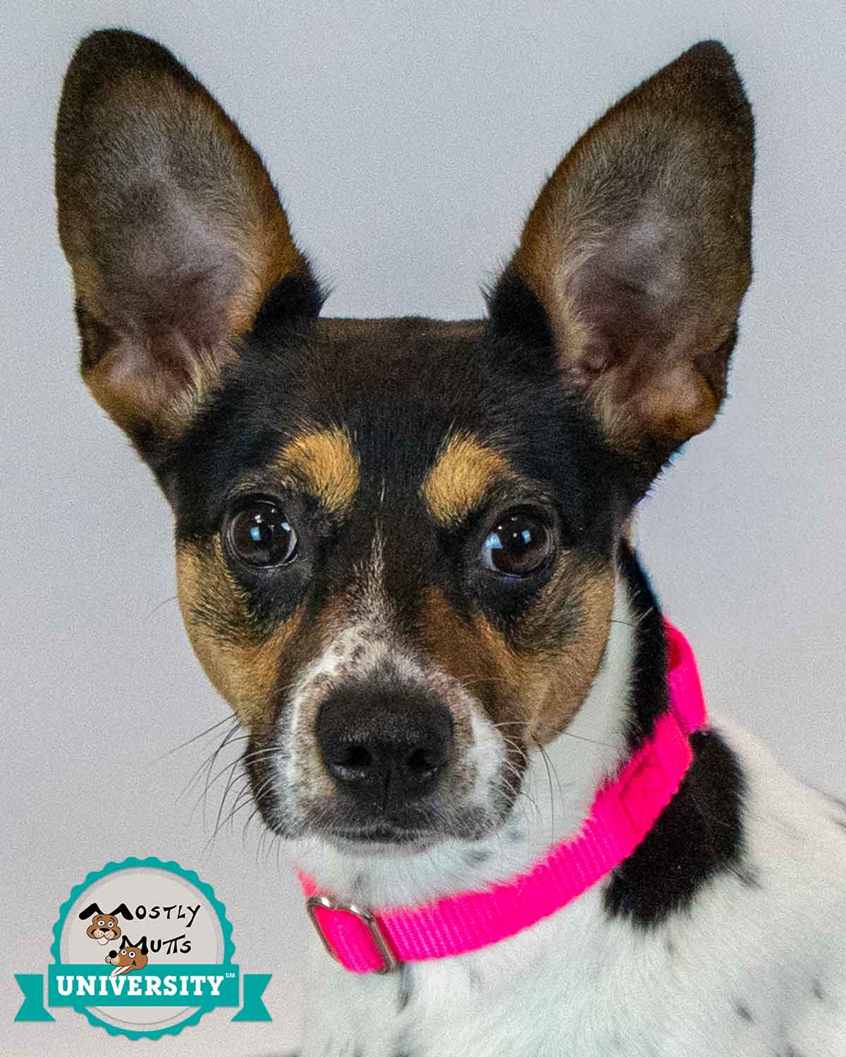 Darla