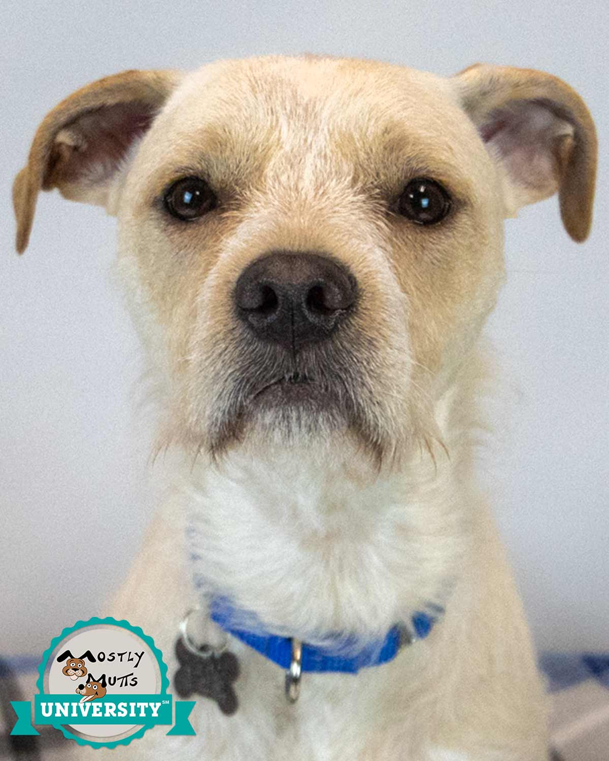 Butters