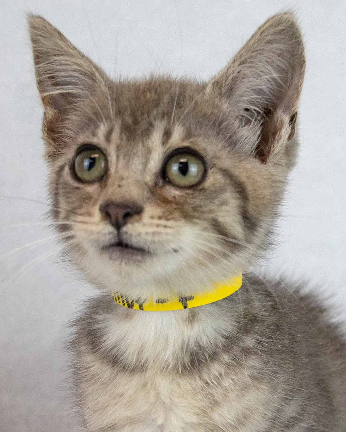 Elliot