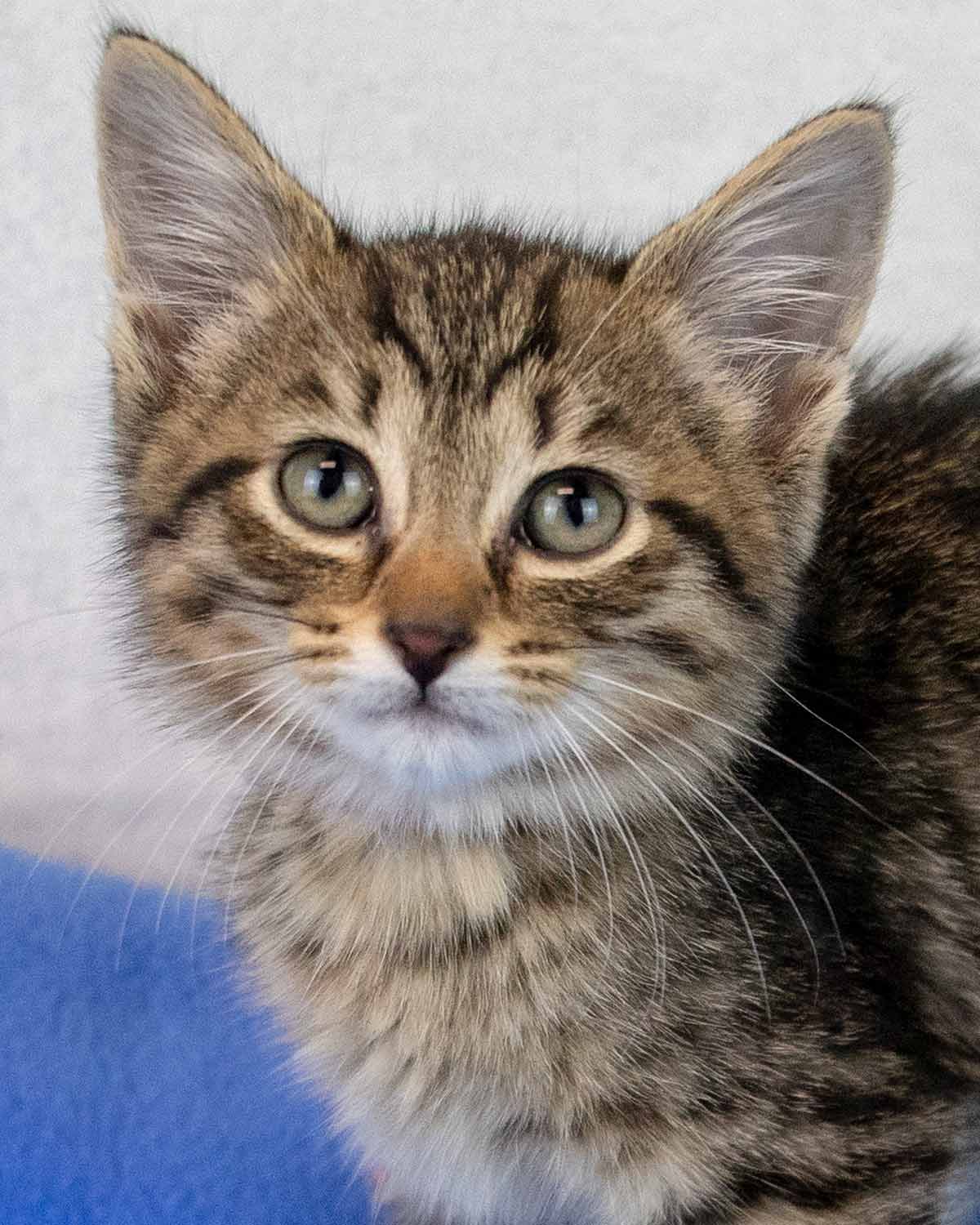 JD