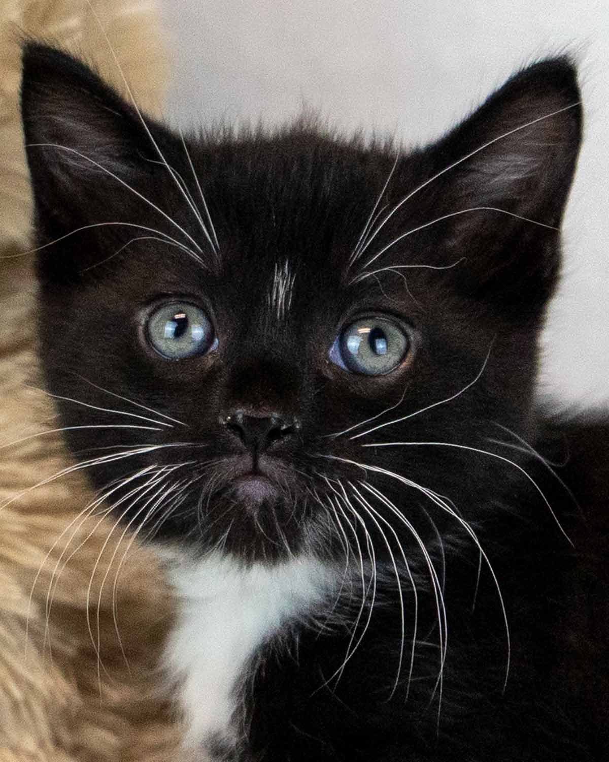 Frank